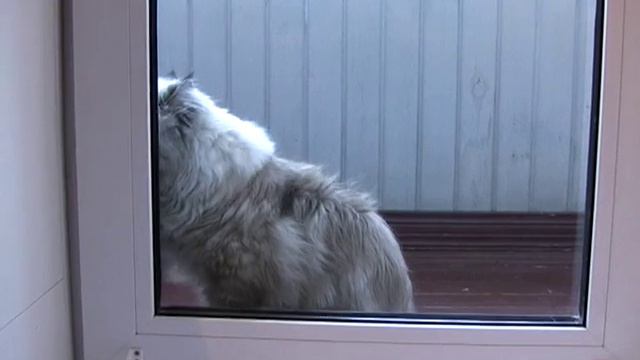 Кошка Стеша стучит в дверь смотреть онлайн