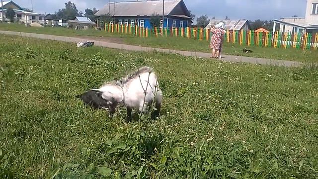Бульдог и козленок ржака смотреть онлайн
