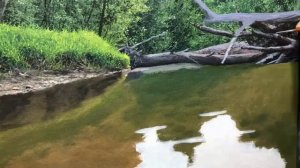 Лесной пейзаж с водой