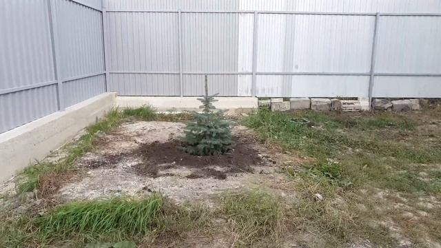 Перестановка бытовки # Посадка голубой ели. смотреть онлайн