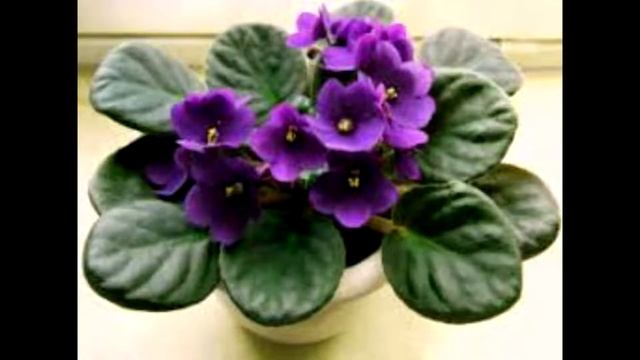 как удобрять комнатные растения смотреть онлайн