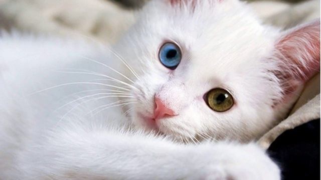 Foreign white cat смотреть онлайн