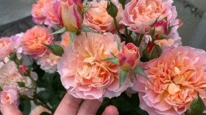 Роза Импрессионист (Impressionist) плетистая г.Киев 2021 г.