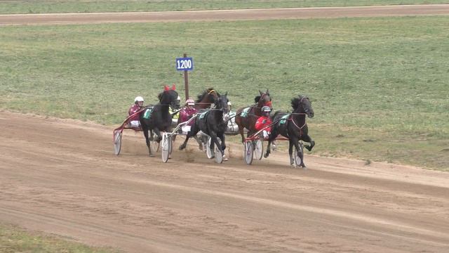 Большой Сибирский Круг V этап. БСК. Ипподром Алтай. Приз ЗОЛОТО АЛТАЯ смотреть онлайн