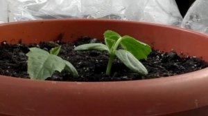 КЛАССНАЯ ИДЕЯ для ПОДСВЕТКИ рассады. ЭКСПЕРИМЕНТ в реальном времени. Как ускорить РОСТ РАСТЕНИЙ?