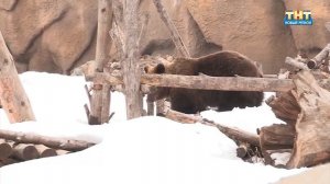 Медведи проснулись