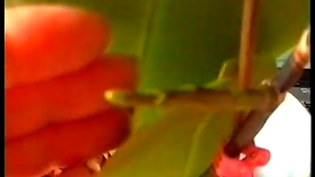 Странный цветонос, будет чудо цветение ! Это мульти флора? смотреть онлайн