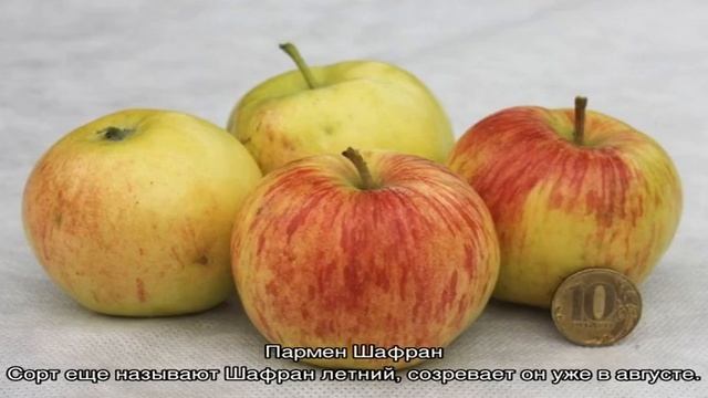 Яблоня Шафран — описание сорта одного из лучших универсальных видов культуры