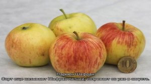 Яблоня Шафран — описание сорта одного из лучших универсальных видов культуры
