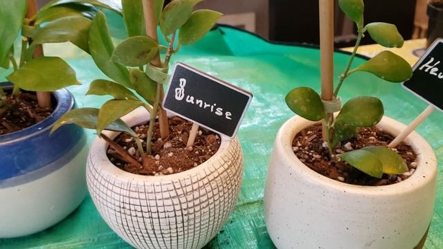 Transplantando Hoya Kerrii, Hoya Obscura, Hoya Heuschkeliana, Hoya Sunrise Y Hoya Minibelle