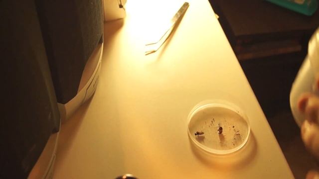 ? Арахноблог #2: кормление мелких пауков смотреть онлайн