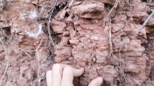 Вкусное видео о «Красной-приозёрной» глине. Хруст и обзор места залегания от 17.08.2021 года