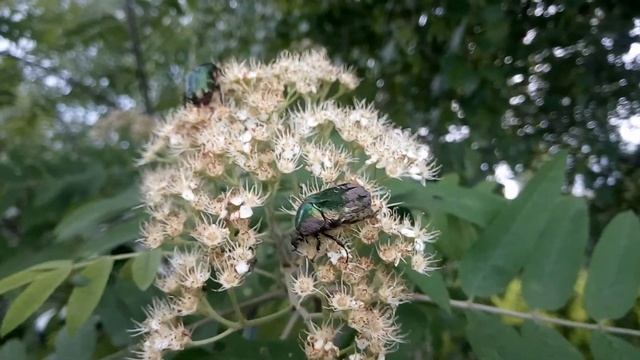 Зелёные блестящие жуки - опылители смотреть онлайн