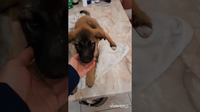 Они не кому не нужны 😔,кроме меня. Заболела ещё одна девочка.