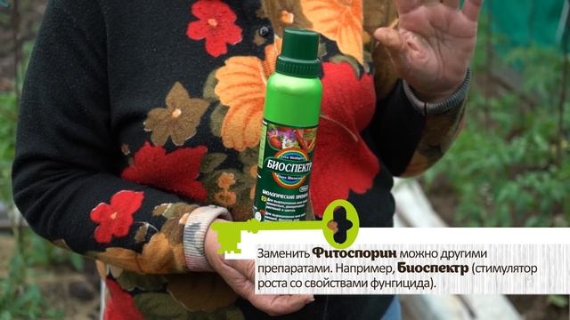 СРОЧНО ОБРАБОТАЙТЕ ЭТИМ ТОМАТЫ И ФИТОФТОРОЗА НЕ БУДЕТ смотреть онлайн