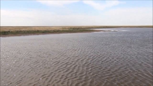 Асимметрия у овцебыков и сайгаков смотреть онлайн