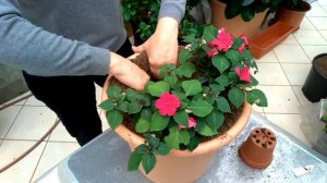 День за днем с Ольгой Борисовной. Формируем вазоны с ампельным импатиенсом (бальзамином) Имара.