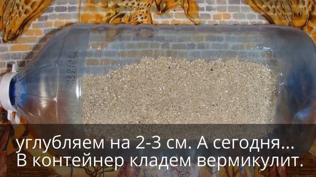 Пионы. Посадка и уход. смотреть онлайн