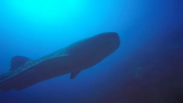Whale shark смотреть онлайн