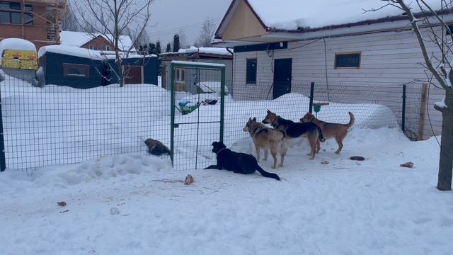 Обе стороны намахивают хвостами, расстояние сокращается. смотреть онлайн