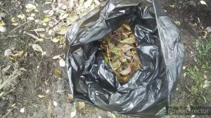 Как быстро и просто сделать компост из листьев в мешках. Дачные хитрости.