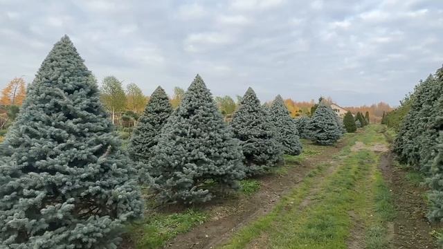 Ниваки за 670000 рублей смотреть онлайн