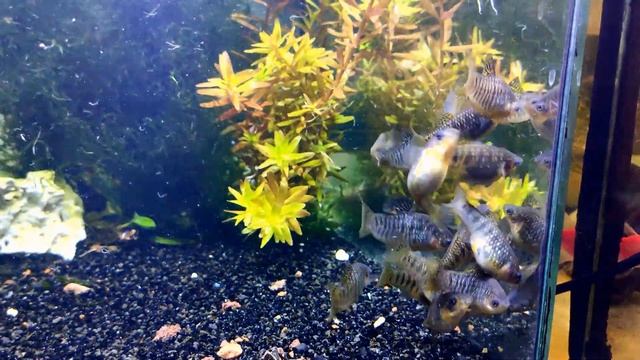 Лимия чернополосая / Limia (Poecilia) nigrofasciata #лимиячернополосая #Limianigrofasciata смотреть онлайн