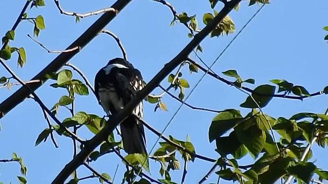 Black Baza male sunbathing смотреть онлайн
