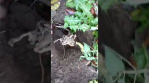 Посадка хмеля