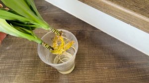 Драцена. Правильное укоренение и размножение драцены.