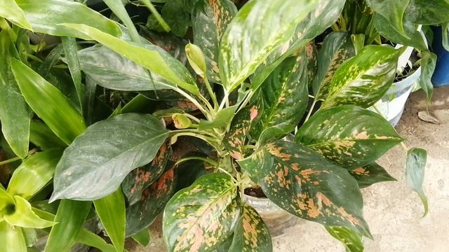 5 Reasons Why Aglaonema Pink Beauty A Lucky Houseplant in 2023 смотреть онлайн