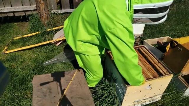 Расширение пчелосемей. Ставим вторые корпуса. 11.05.2020г. Кыштовка смотреть онлайн