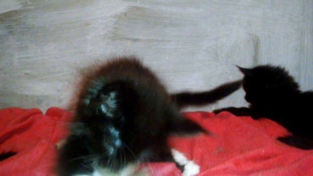 Мейн кун чёрный солид. Maine Coon, black solid смотреть онлайн