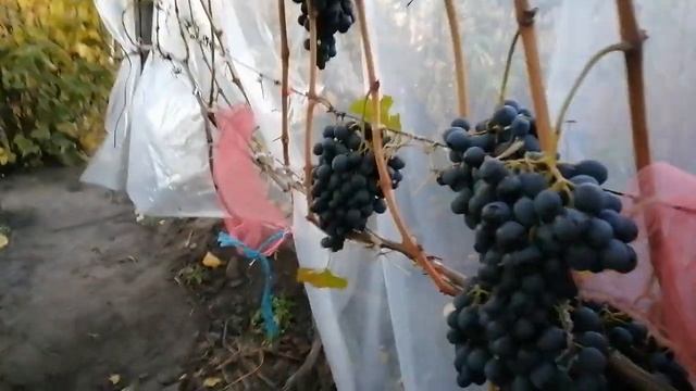 Виноград Молдовахороший виноград для зимнего хранения.Сезон-2021.