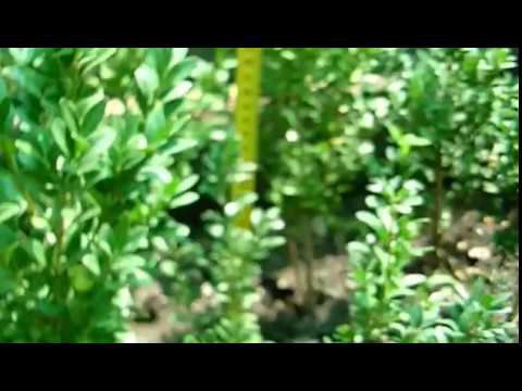 Саженцы самшита на доращивание. Кустарник для живой изгороди смотреть онлайн