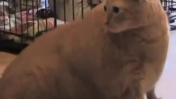 Накормили кота чтобы был толстый😸😸😸😸😸😸😸😸😸