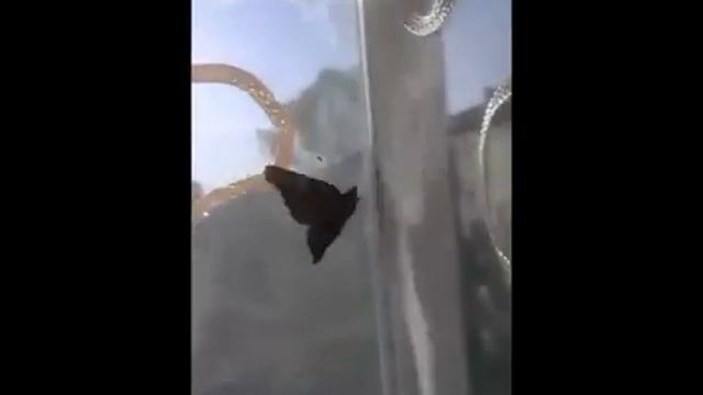бабочка на окне смотреть онлайн