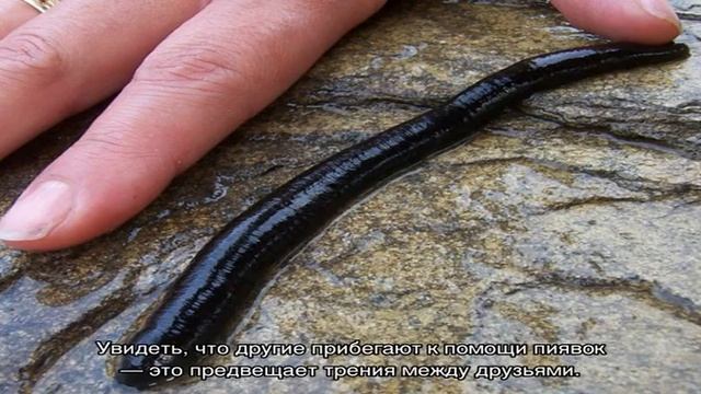 «Пиявка к чему снится во сне? Если видишь во сне Пиявка, что значит?» смотреть онлайн