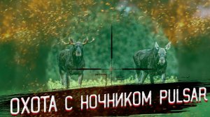 Реальные кадры с ОХОТЫ с ночным прицелом Pulsar Digex. Видео с реальной охоты с ночником.