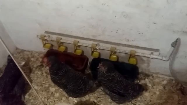 #8. Обогрев и освещение курятника смотреть онлайн