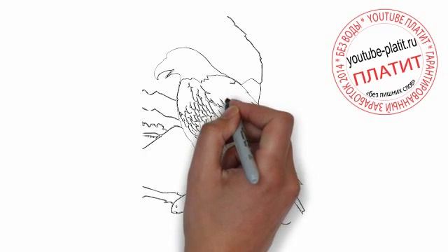 Как нарисовать орла охраняющего территорию смотреть онлайн