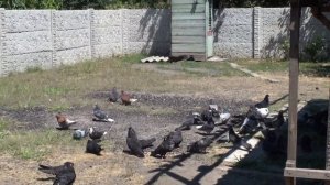 Чем отличается голубятник от голубевода