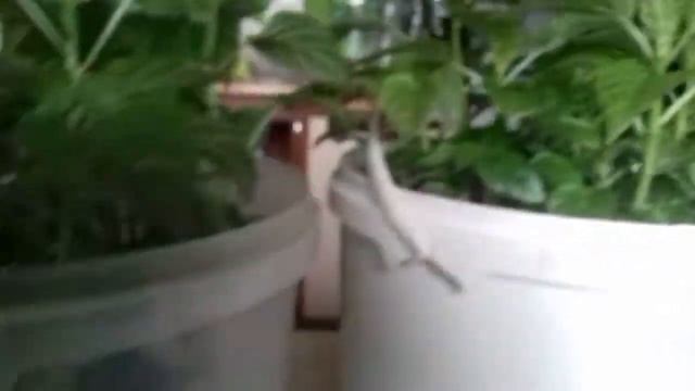 Чем и когда подкормить рассаду перца. смотреть онлайн