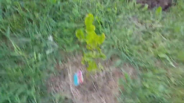 пересаживаю туи :)#дача#garden смотреть онлайн