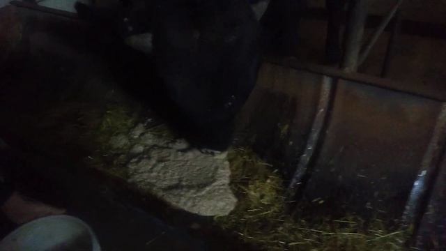 Каша полезно для быков?bug'doy Buqalar Uchun Foydalidir???