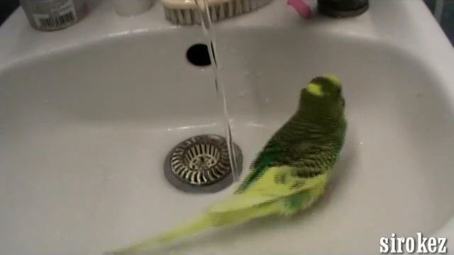 Shrek моется, Волнистый попугай смотреть онлайн