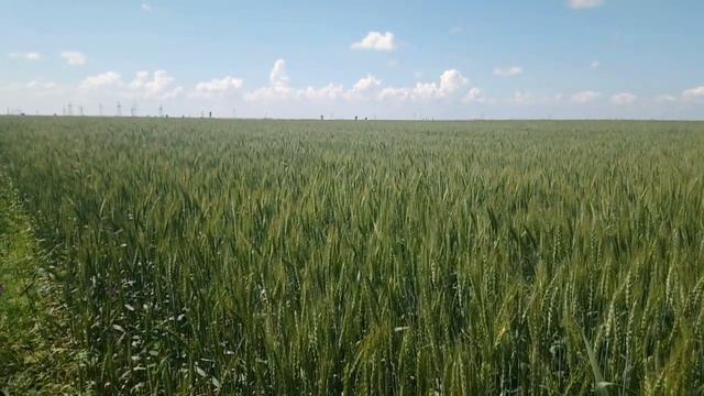АНОМАЛЬНЫЕ ДОЖДИ СОСТОЯНИЕ ПШЕНИЦЫ ХЕРСОНСКАЯ ОБЛАСТЬ // СОВЕТУЕМ ЕГО ПОСМОТРЕТЬ смотреть онлайн