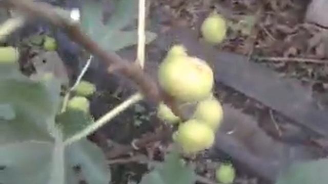 Адриатический белый 4 10 18р смотреть онлайн