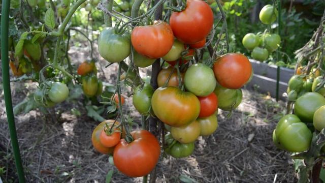 Сорт - "ДУБРАВА". Томаты от Фёдора. смотреть онлайн