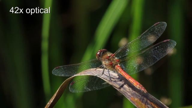 Canon Powershot SX520 hs macro test смотреть онлайн